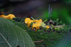 Favolaschia calocera