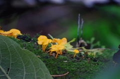 Favolaschia calocera