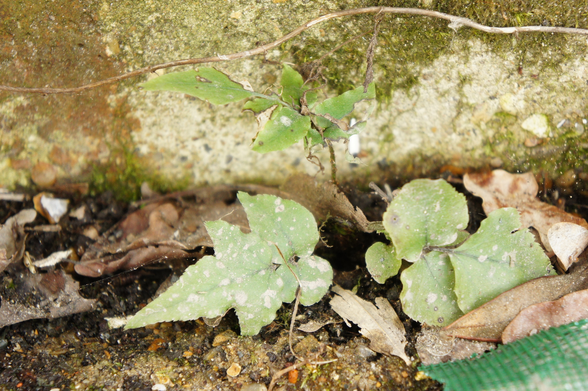 Asian Netvein Hollyfern (Cyrtomium fortunei)