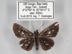Gorgyra diversata