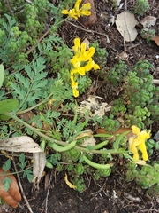 Corydalis curvisiliqua