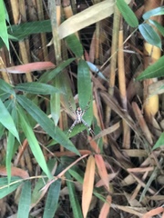 Argiope versicolor