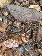 Centrostegia thurberi