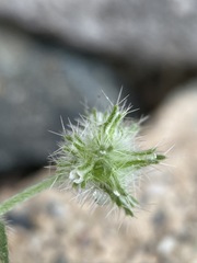 Cryptantha nevadensis