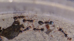 Myrmecina americana