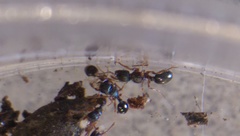 Myrmecina americana