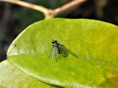 Condylostylus armipes