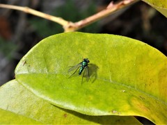 Condylostylus armipes