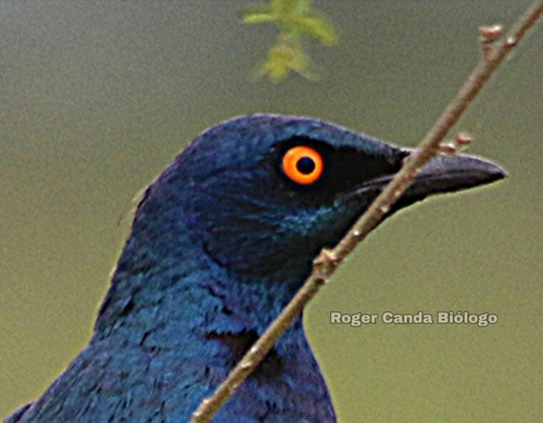 Cape Starling