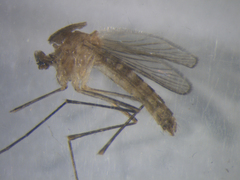 Culex quinquefasciatus