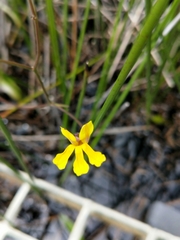 Goodenia paniculata