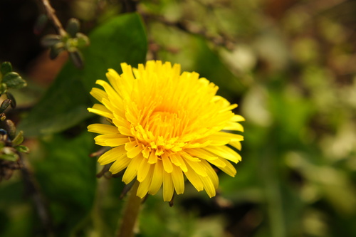 broad-stalked dandelion (Taraxacum expallidiforme)
