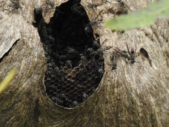 Polybia occidentalis