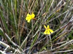 Goodenia paniculata