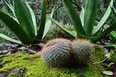 Mammillaria rhodantha