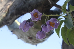 Solanum dulcamaroides