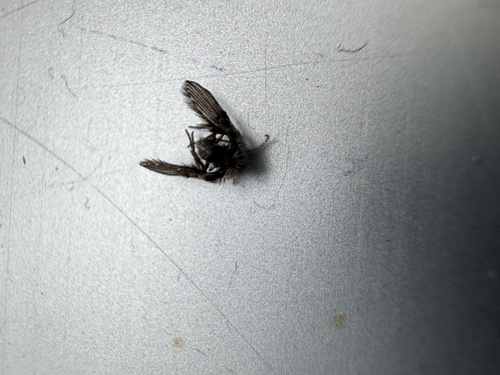 Unknown species found near Capital, British Columbia, Canada