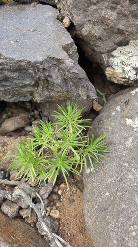 Plantago famarae, photograph 2