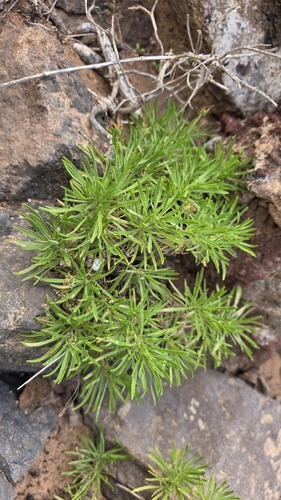 Plantago famarae, photograph 3
