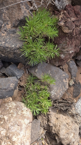 Plantago famarae, photograph 4