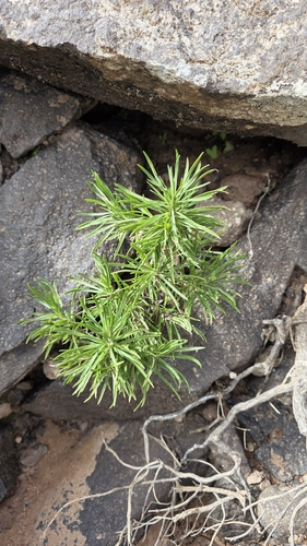 Plantago famarae, photograph 5