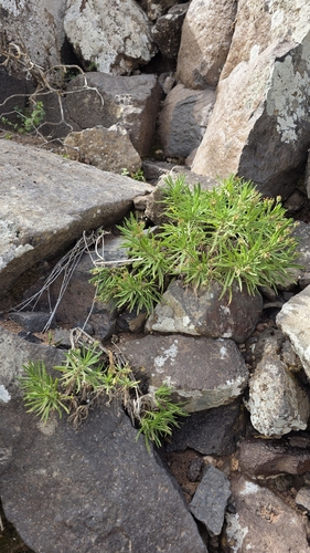 Plantago famarae, photograph 6