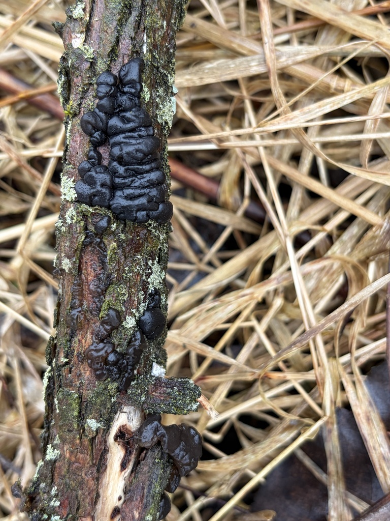 Exidia glandulosa · March 2026 · photo: © julietrav24 (iNaturalist, cc-by)
