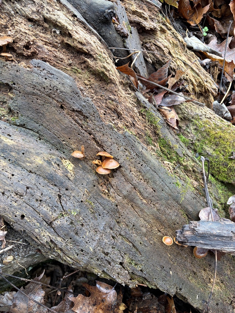 Galerina marginata · March 2026 · photo: © julietrav24 (iNaturalist, cc-by)