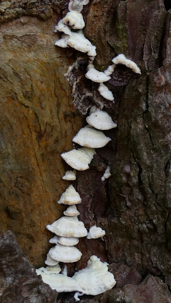 Trichaptum fuscoviolaceum · March 2026 · photo: © patricklm35 (iNaturalist, cc0)