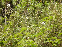 Rubus adenotrichos, photograph (c) Neptalí Ramírez Marcial, some rights reserved (CC BY)