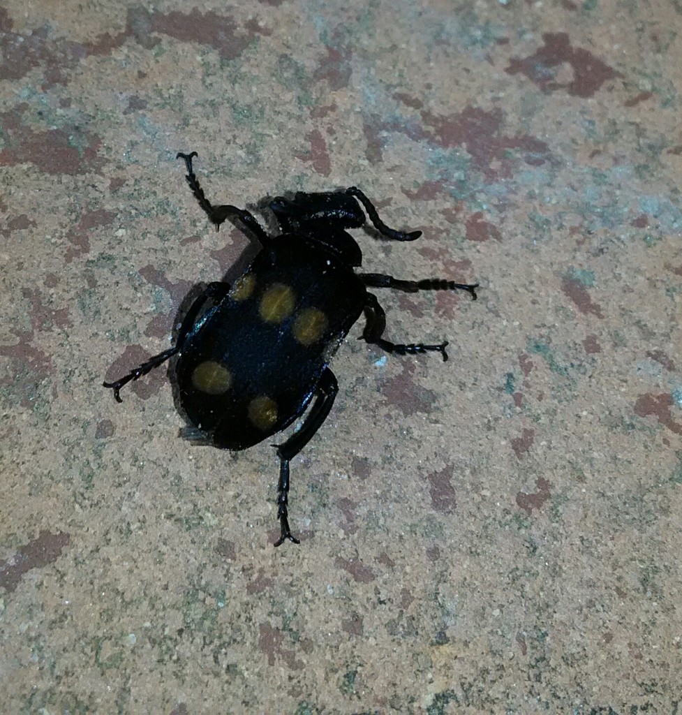 Tetraonyx sexguttatus