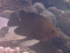 Hemiglyphidodon plagiometopon