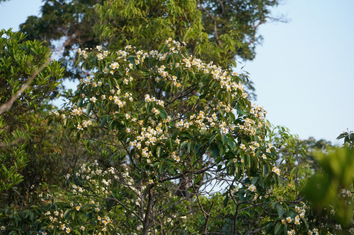 Schima wallichii, photograph 4