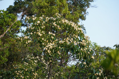 Schima wallichii, photograph (c) Ben Costamagna, some rights reserved (CC BY)