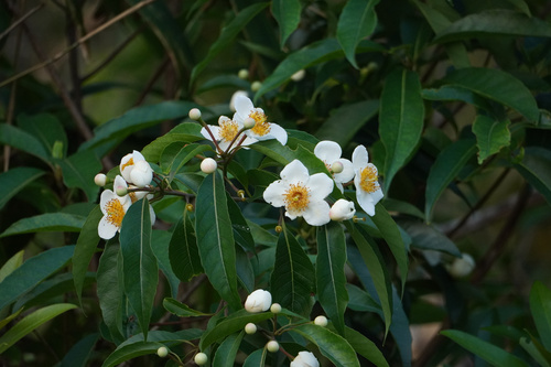 needlewood tree (Schima wallichii)