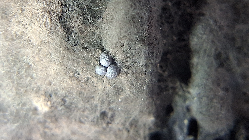Diacheopsis resinae
