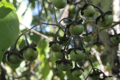 Solanum dulcamaroides