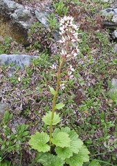 Boykinia richardsonii