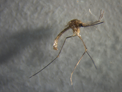 Culex quinquefasciatus