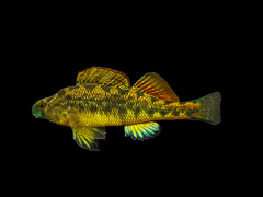Blackside Snubnose Darter photo 1