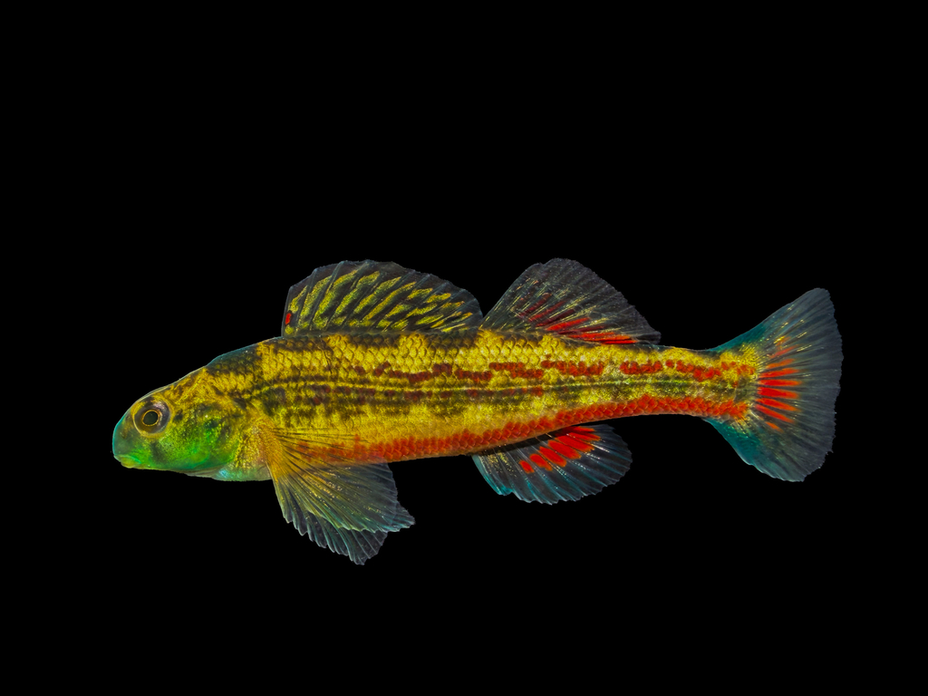 Cherry Darter