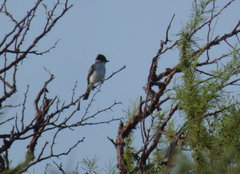 Xenopsaris albinucha