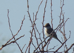 Xenopsaris albinucha