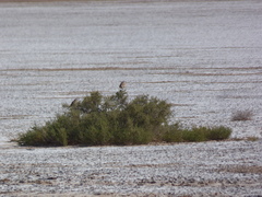Neoxolmis salinarum