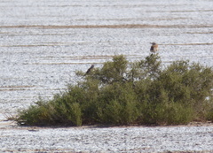 Neoxolmis salinarum
