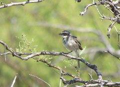 Microspingus torquatus