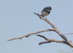Microspingus torquatus