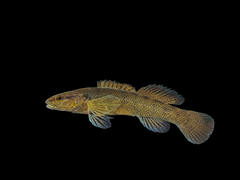 Sooty Darter photo 2