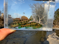 Cumberland Snubnose Darter photo 2