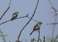 Microspingus torquatus